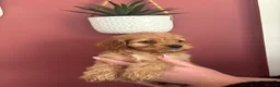 Cockapoo dogs for sale: Only 1 girl left left ☺️Gorgeous F1 cockapoos 🤍 - Advert 6