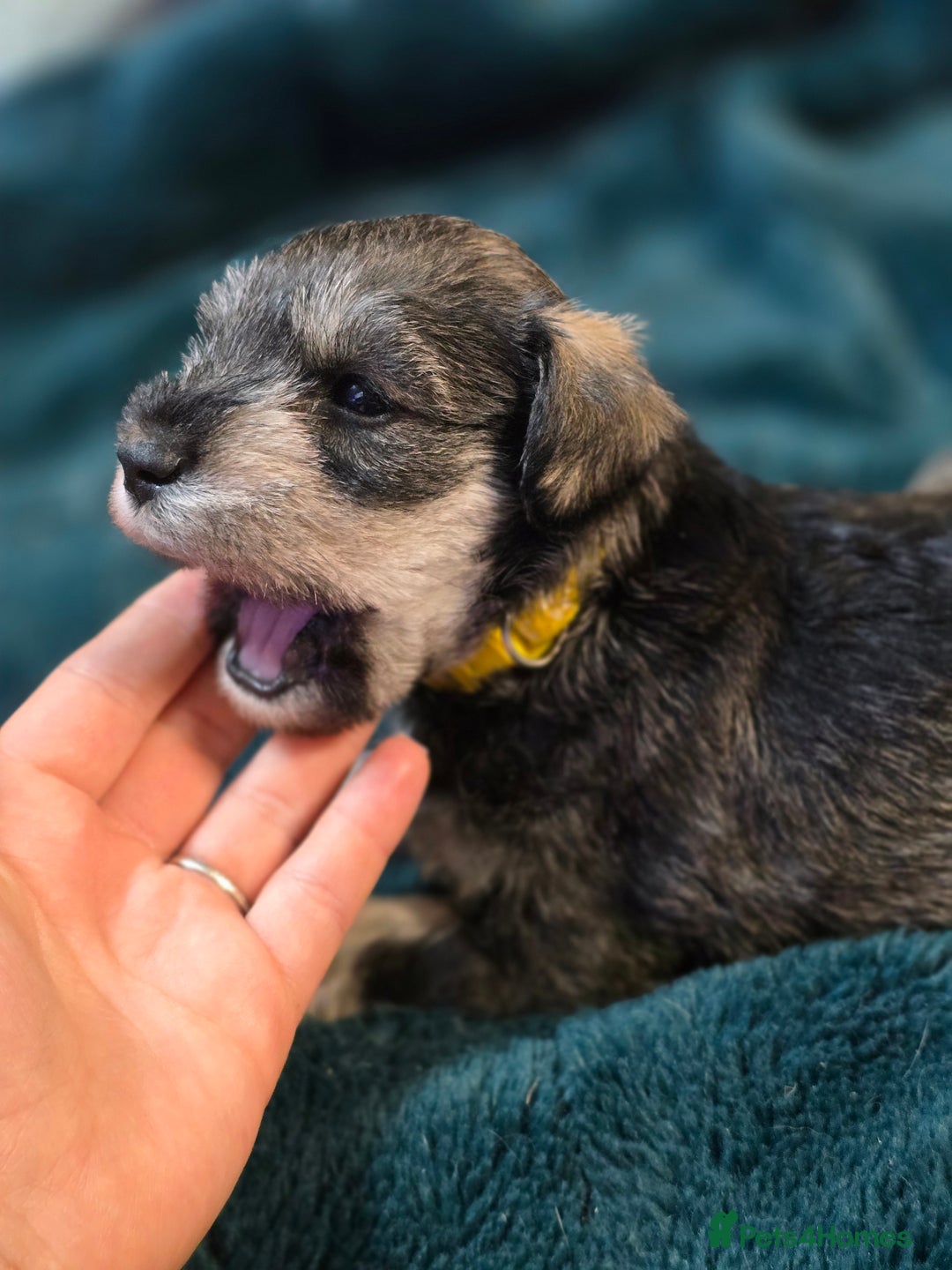 Miniature Schnauzer dogs for sale: 3 puppys left -KC - Miniature Schnauzer Puppies - Image 16