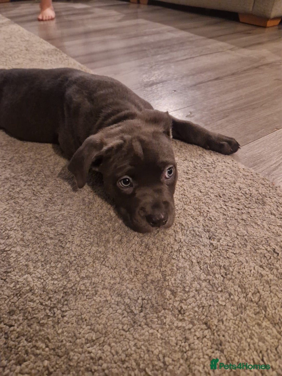 Mixed Breed dogs for sale: Cane corso cross staffy cross - Advert 4