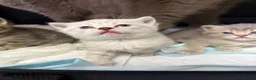British Shorthair cats for sale: Amazing British Shorthair kitten - Advert 9