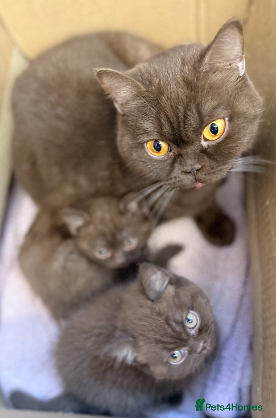 Brazilian Shorthair cats for sale: GCCF Reg British Shorthair Kittens (Males) - Image 3