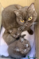 British Shorthair cats - Advert 7