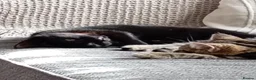 British Shorthair cats for sale: Two kittens, Dash and Dotty.  - Advert 3