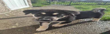 Huskita Puppy 1