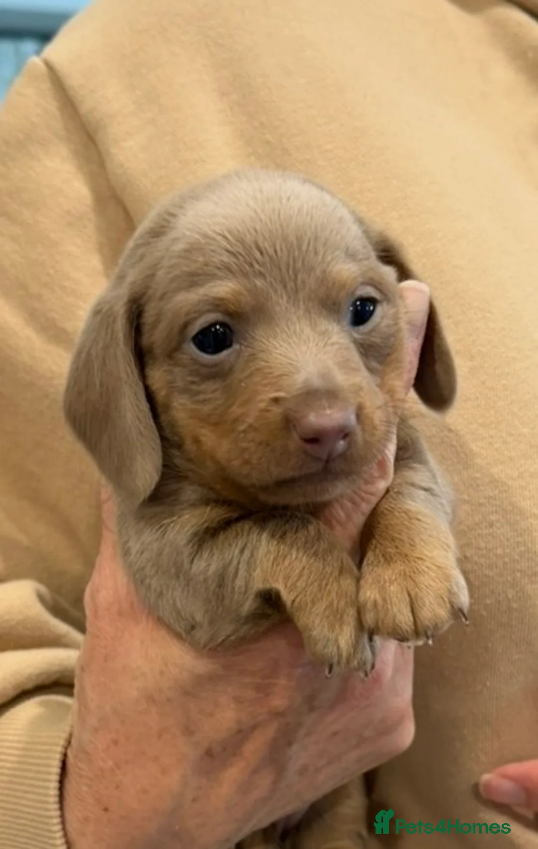 Miniature Dachshund dogs for sale: Mini Daxi Puppies Smooth Haired  - Advert 1