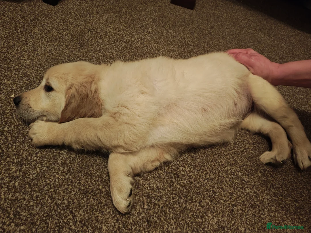 Golden Retriever dogs for sale: Only 5 gorgeous golden retriever puppies left - Advert 5
