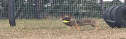 German Shepherd dogs for sale: Working line german shepherd puppies - Advert 21