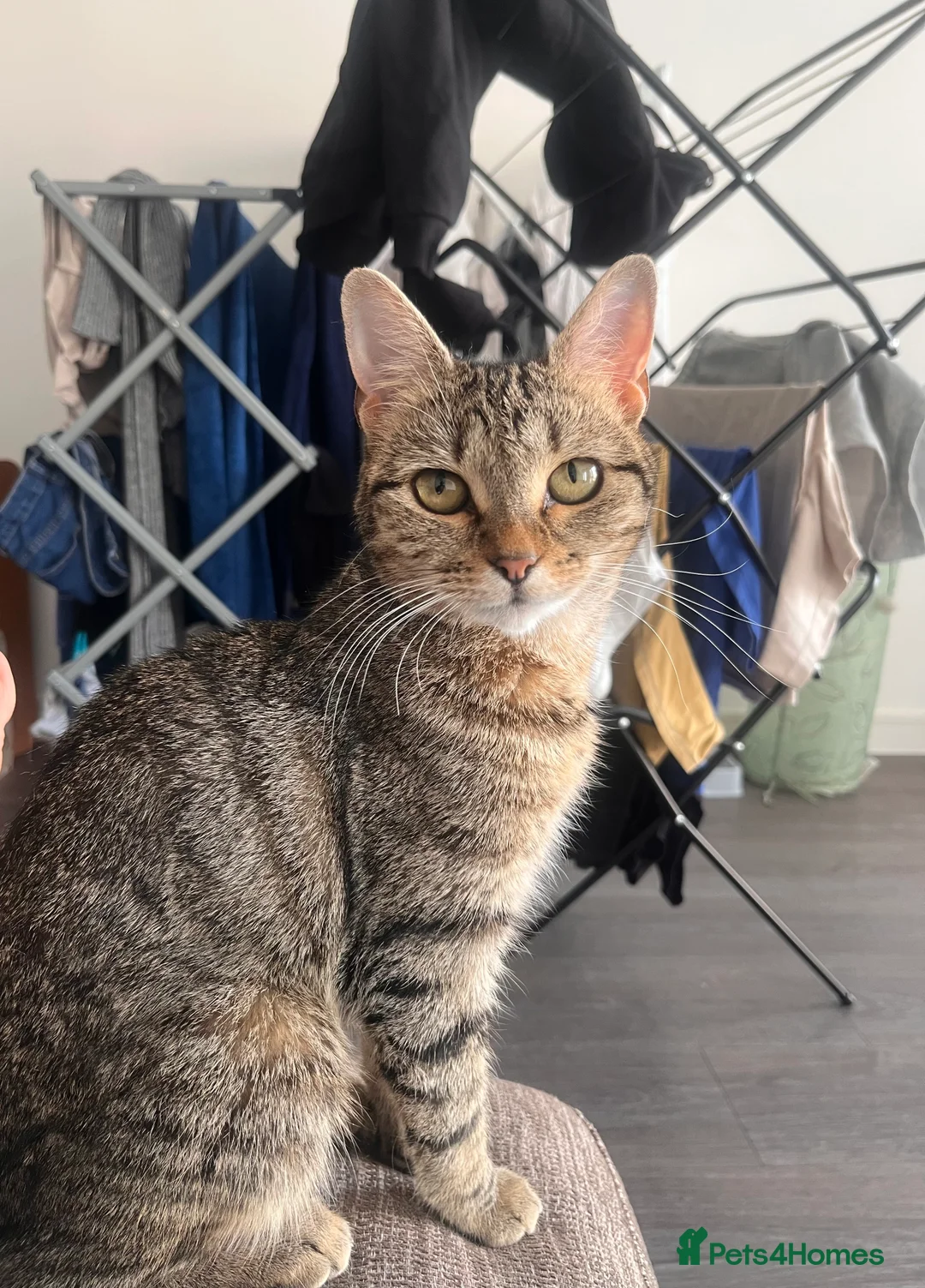 British Longhair cats for sale: Two best friends looking for a new home  in London - Advert 2