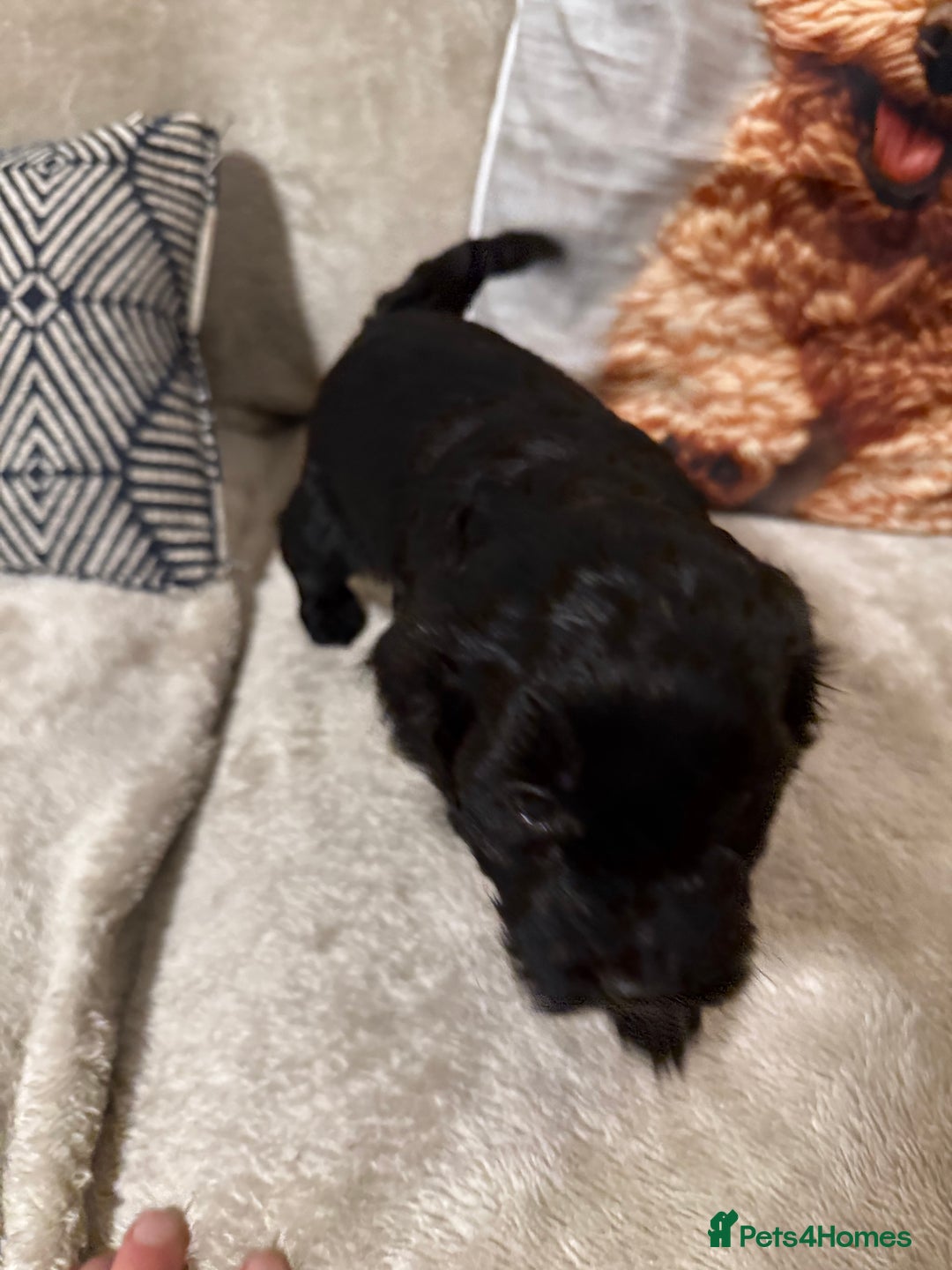 Cockapoo dogs for sale: Cockapoo puppies for sale  - Image 8