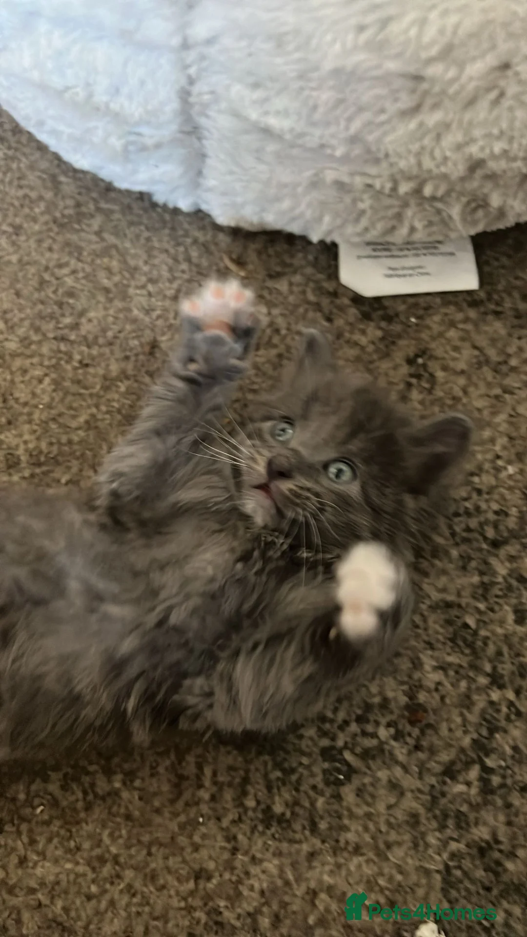 Mixed Breed cats for sale: Kittens - Advert 2