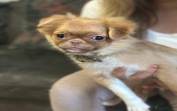 Mixed Breed dogs for sale: pug x Russian pom girl  - Image 3
