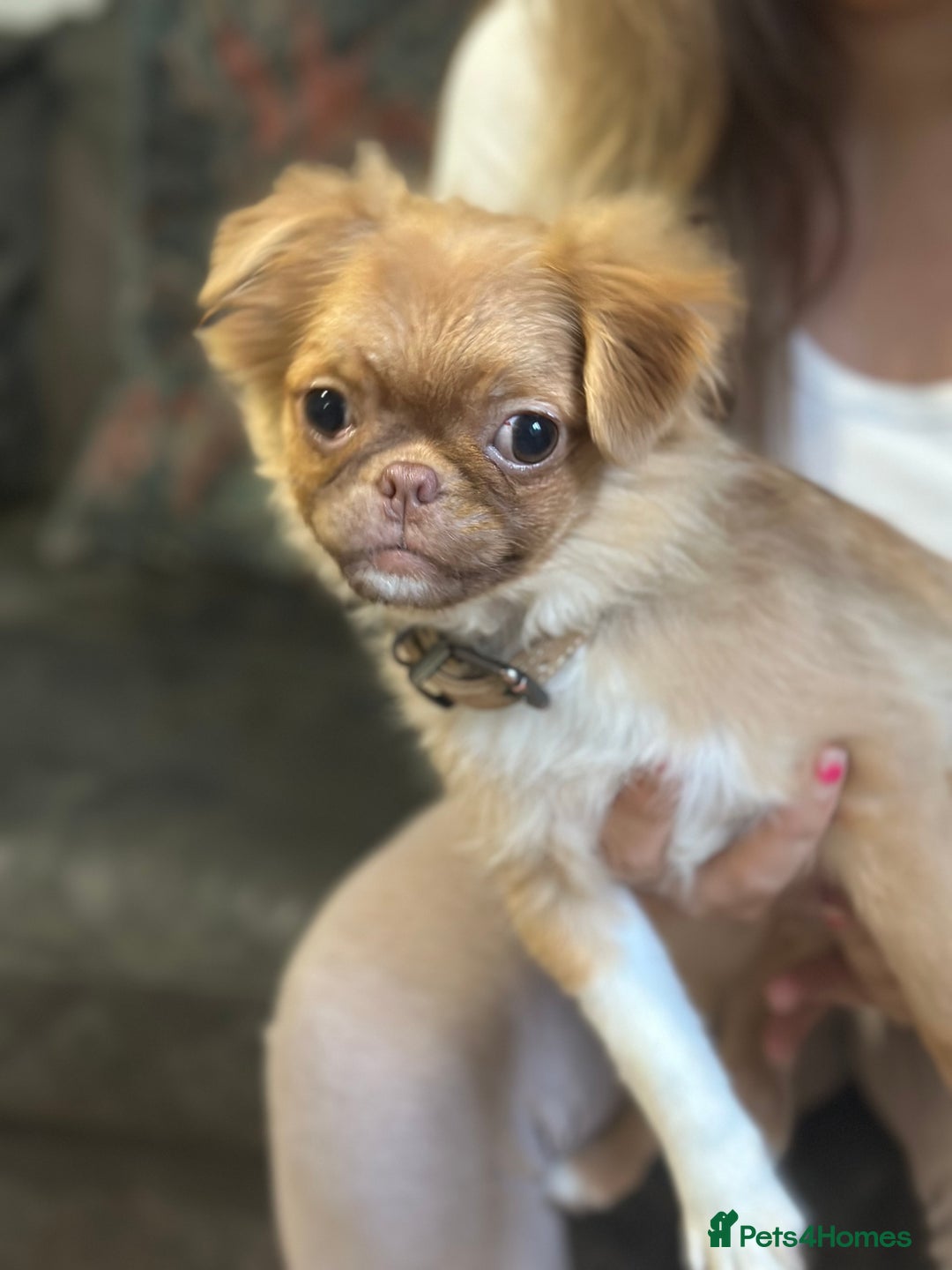 Mixed Breed dogs for sale: pug x Russian pom girl  - Image 3