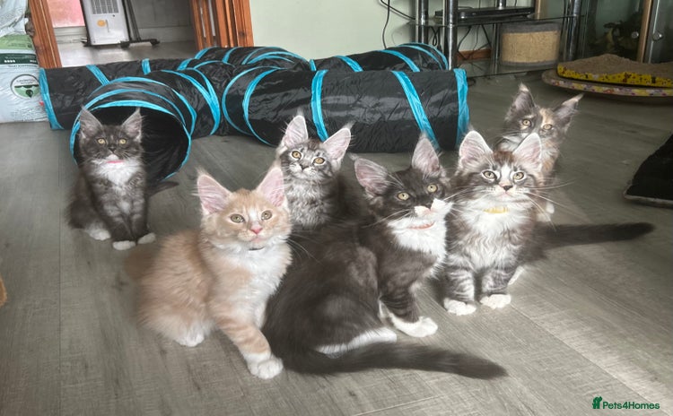 Maine Coon cats - Advert 11