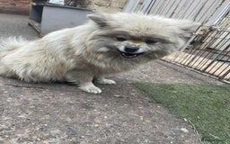 Pomeranian dogs for sale: Pomeranian spitzz - Image 7
