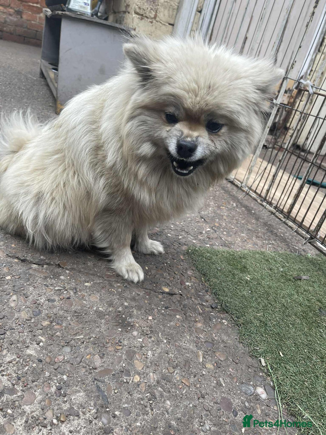 Pomeranian dogs for sale: Pomeranian spitzz - Image 7