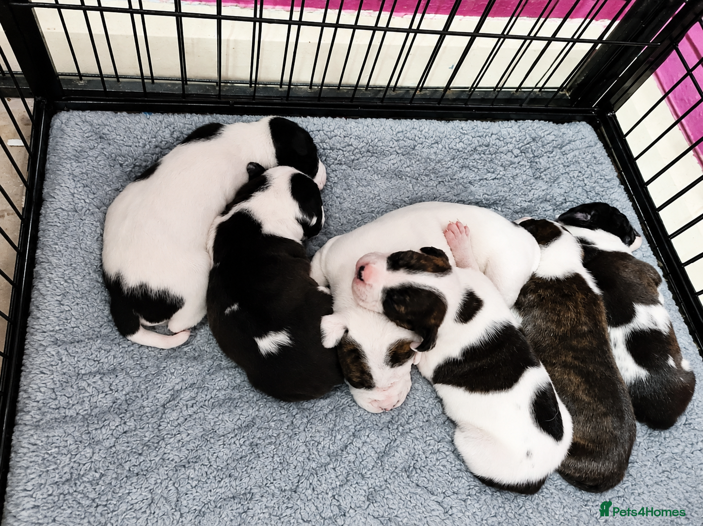 Staffordshire Bull Terrier dogs 3 left Staffordshire Bull Terrier Pups - Advert 1