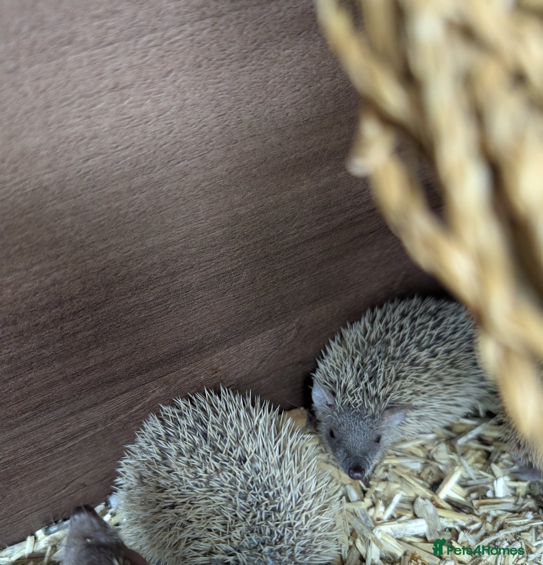 Pygmy Hedgehog rodents for sale: Baby Lesser Tenrecs available  - Image 8