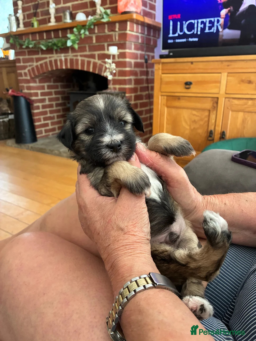 Tibetan Terrier dogs for sale: KC registered Tibetan Terrier puppies in Canterbury - Advert 2