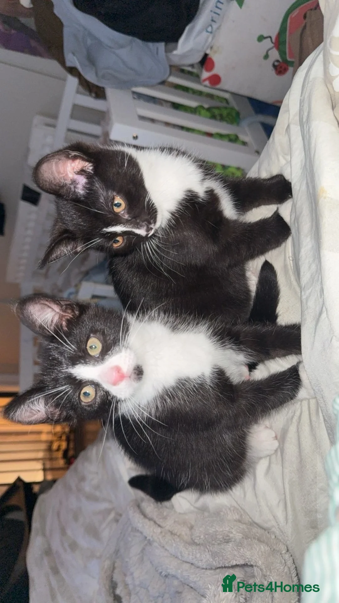 Mixed Breed cats for sale: 2 x female kittens  in Dudley - Advert 1