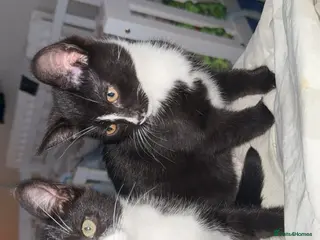 Mixed Breed cats 2 x female kittens - Advert 4