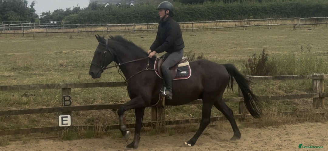 British Warmblood horses for sale: Fudge the yard favourite  - Image 5