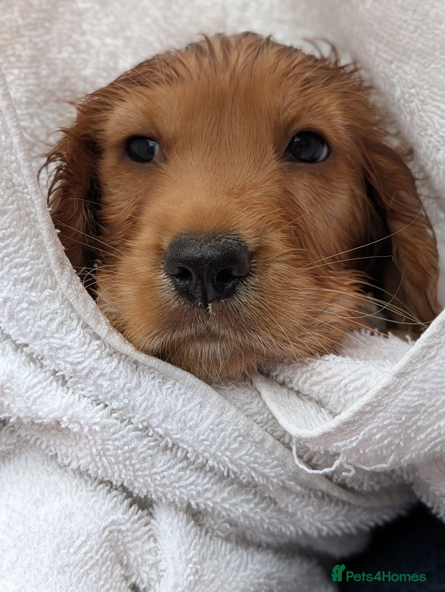Cocker Spaniel dogs Purebred cocker spaniels - Advert 5