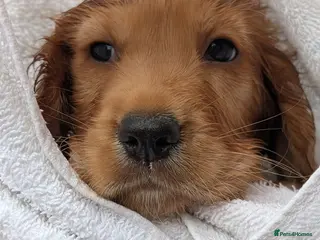 Cocker Spaniel dogs Purebred cocker spaniels - Advert 5
