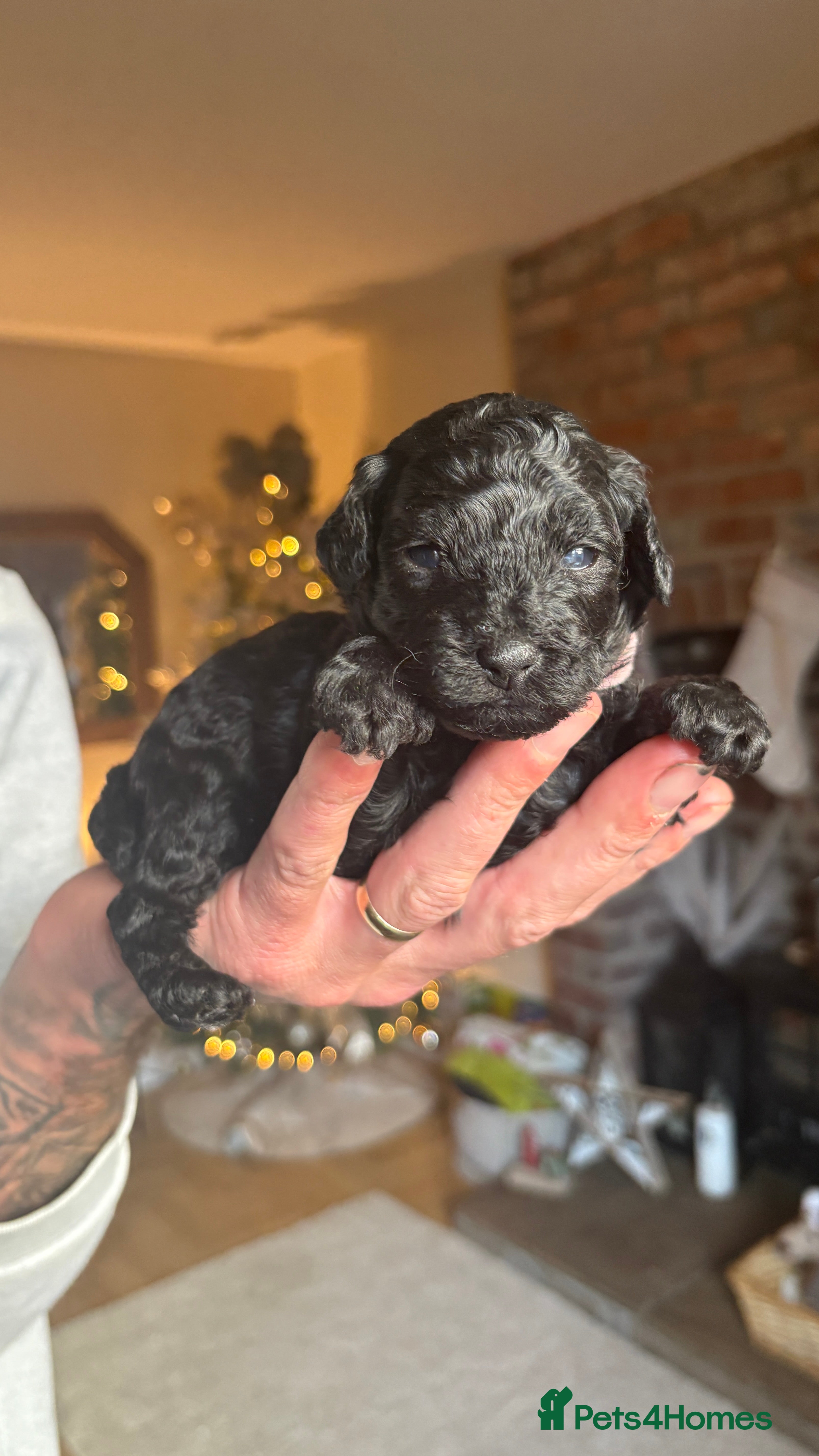 Lhasapoo dogs *****Only 1 girl and 1 little boy left ***** - Advert 3