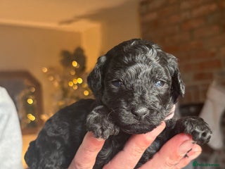 Lhasapoo dogs Only 3 stunning black lhasapoo left - Advert 2