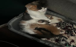 British Longhair cats for sale:  Boy and girl kitten for sale  - Image 7