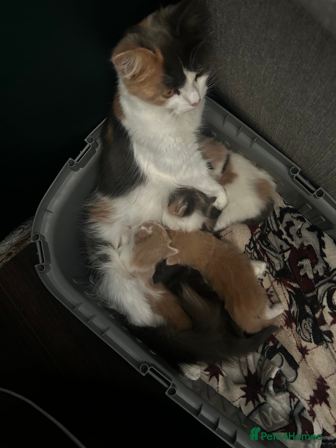British Longhair cats for sale:  Boy and girl kitten for sale  - Image 7