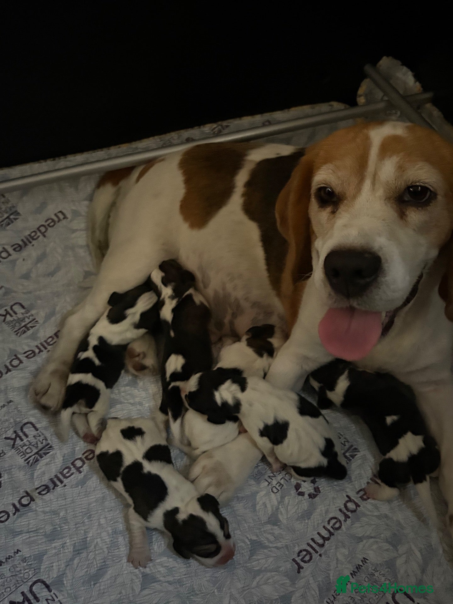 Beagle dogs Gorgeous KC registered Beagle Pups - Advert 4