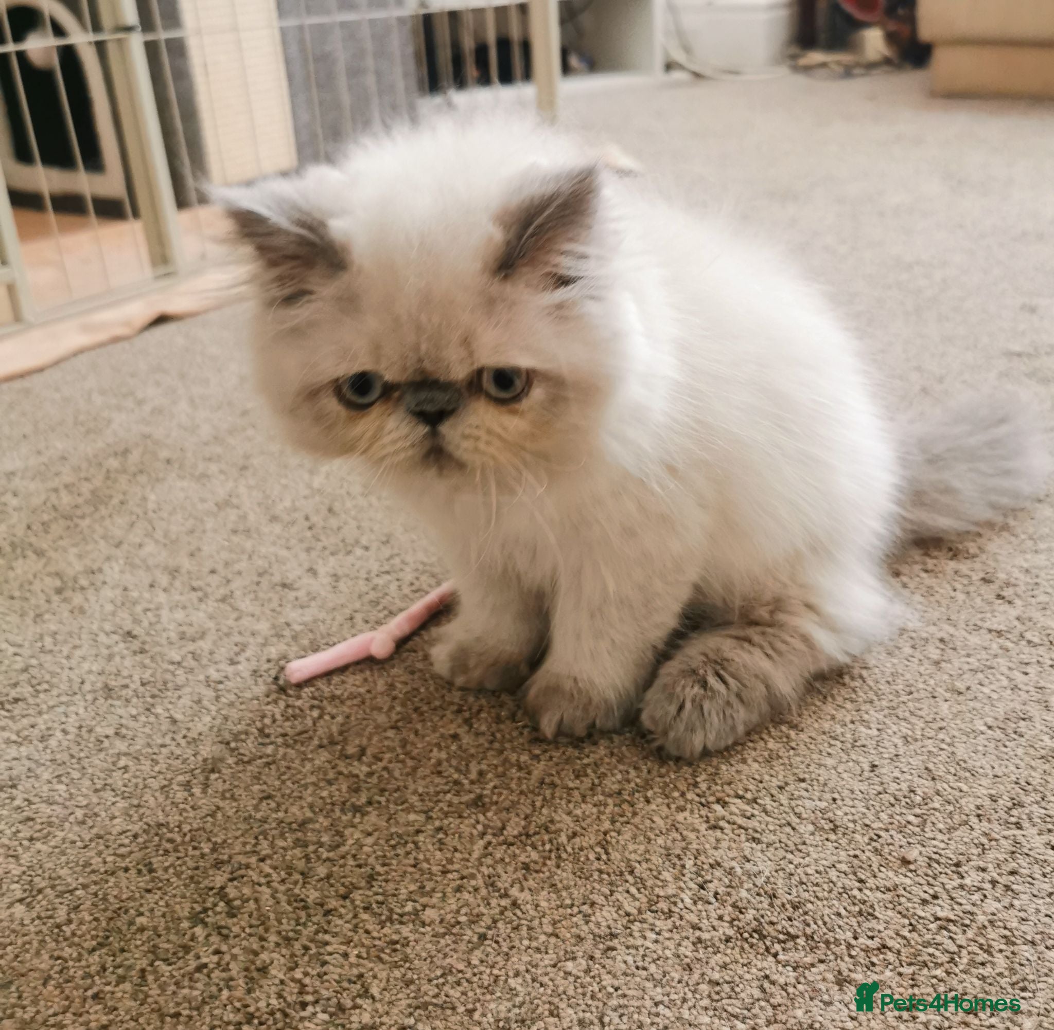 Persian cats Pedigree Persian exotic  - Advert 2