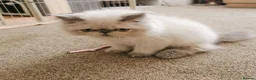 Persian cats for sale: Pedigree Persian exotic  - Advert 2