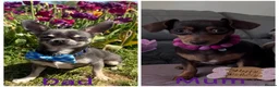 Chiweenie dogs for sale: Chiweenie pup. Chihuahua cross dachshund  in Croydon - Advert 6