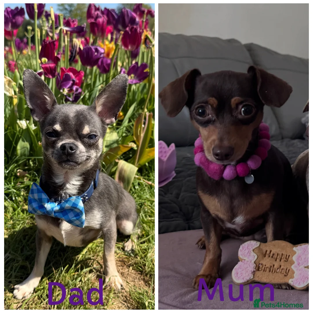 Chiweenie dogs for sale: Chiweenie pup. Chihuahua cross dachshund  in Croydon - Advert 6