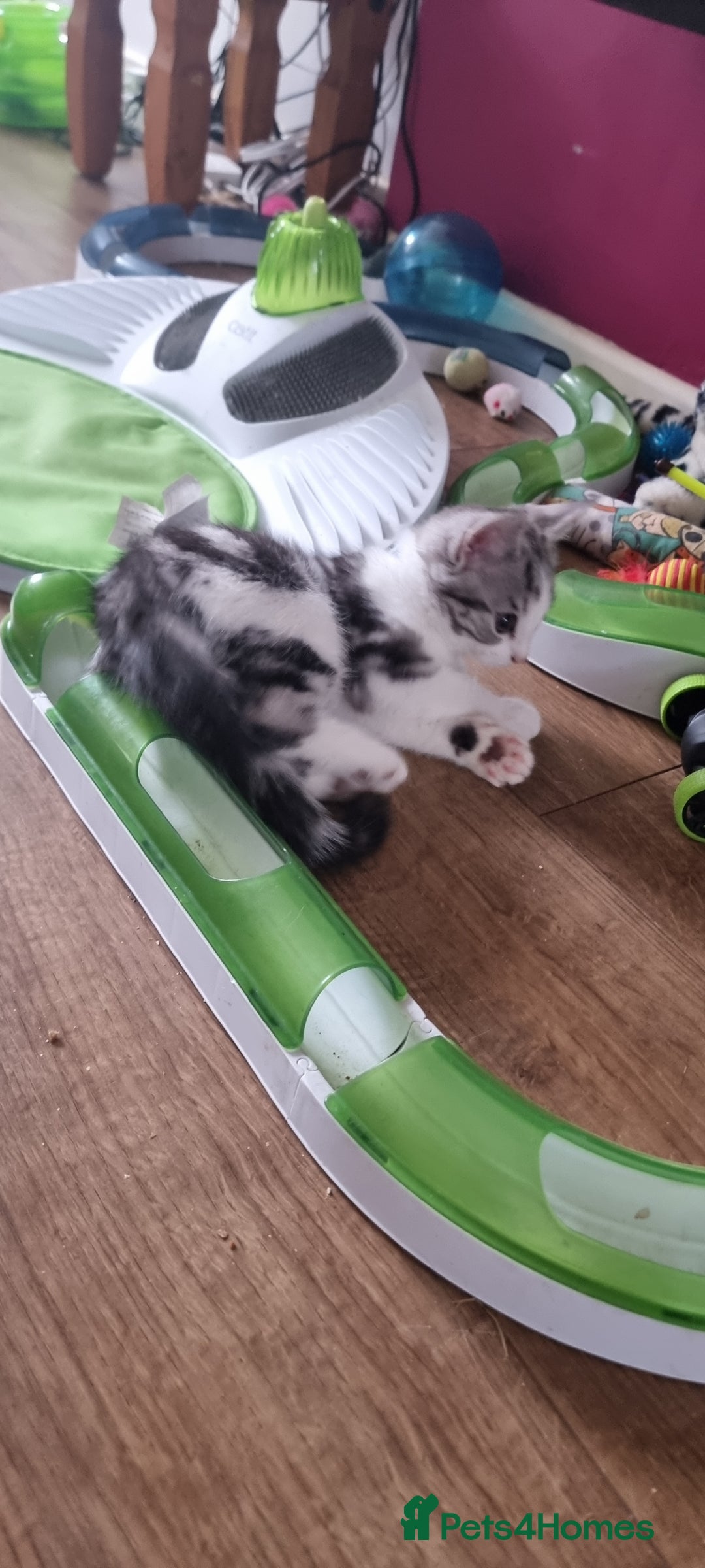 Mixed Breed cats for sale: A loveable Persian kitten - Advert 19