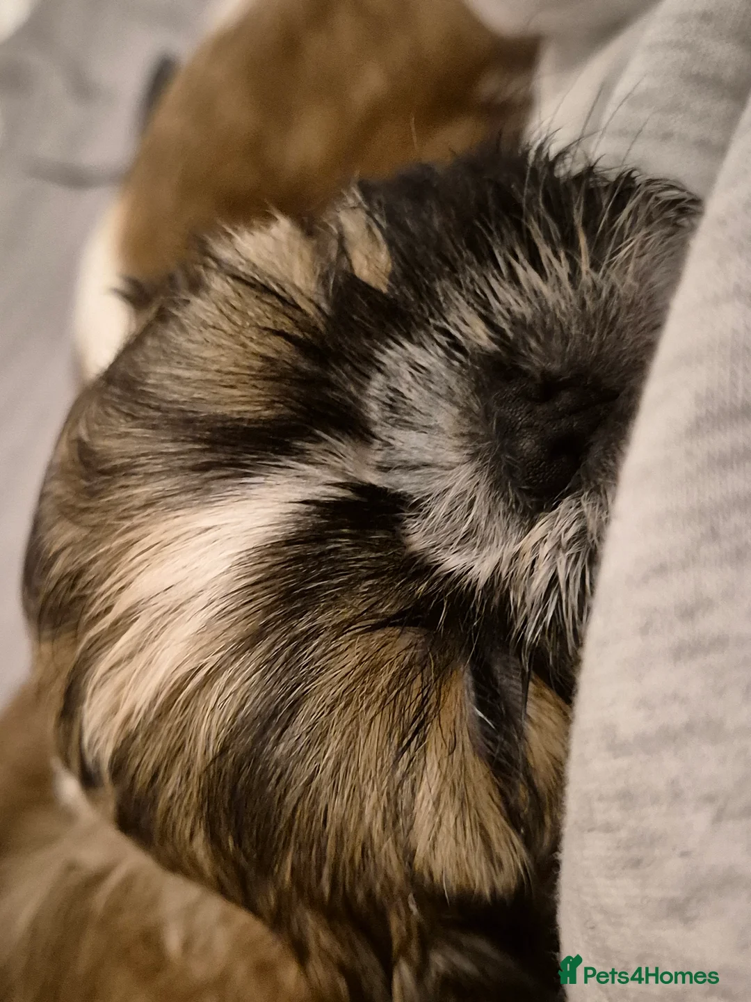 Shih Tzu dogs for sale: KC Registered Shih Tzu Puppies - Home Raised - Advert 16