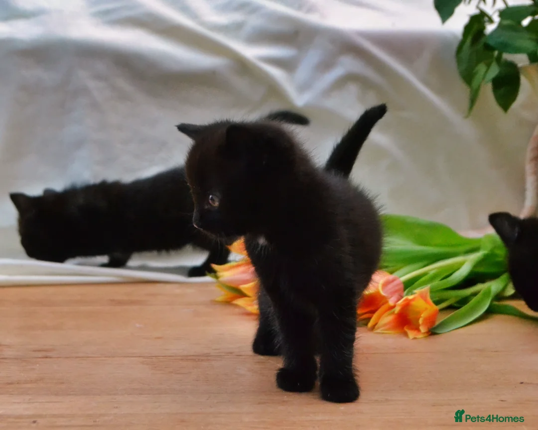 Mixed Breed cats for sale: Gorgeous Maine-Coon/Ragdoll/Bombay Mix Kittens! - Advert 11