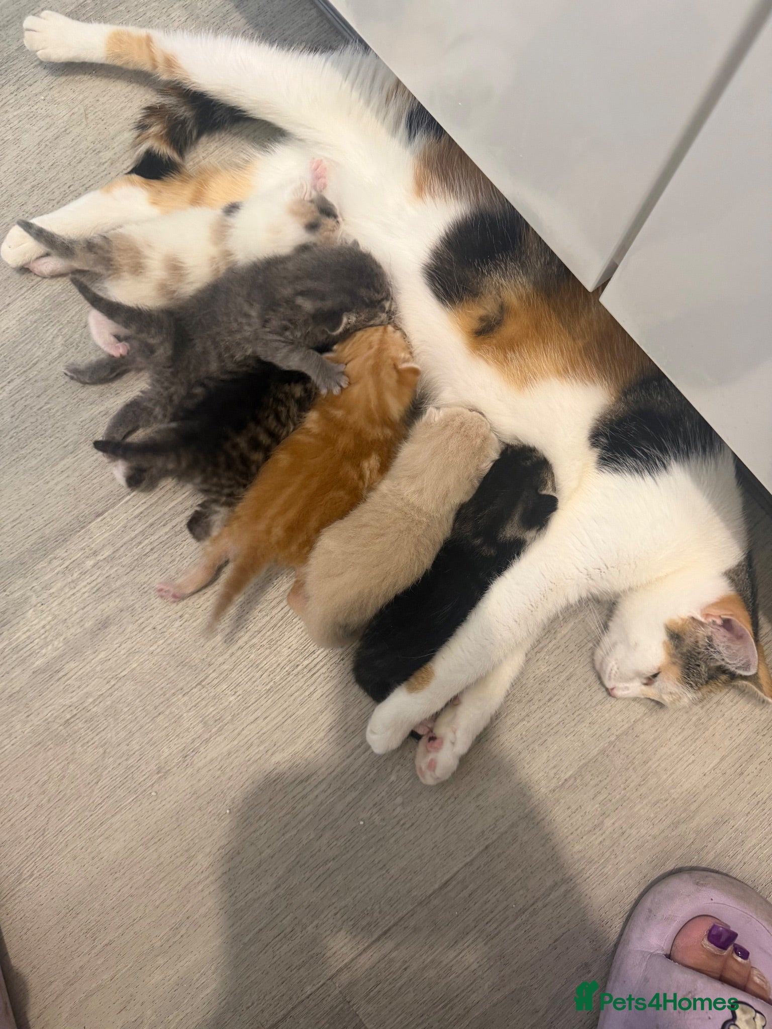 British Shorthair cats **Adorable Kittens Looking for Loving Homes - Advert 1