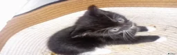 Persian cats for sale: 2 half Persian Kittens. Black and black & White. - Advert 13