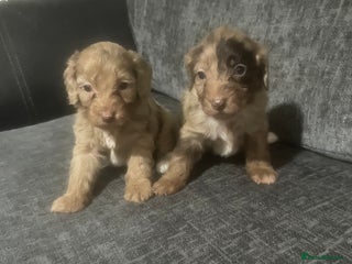 Cockapoo dogs - Advert 34