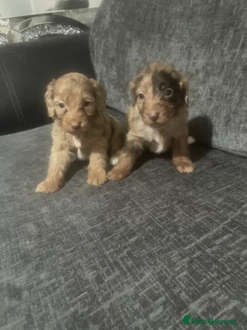 Cockapoo dogs - Advert 1