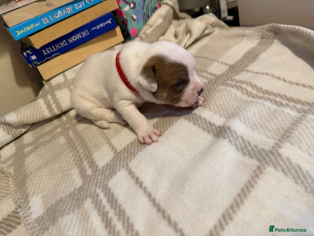 Mixed Breed dogs for sale: Staffie cross American bulldog chunky puppy’s  - Image 3