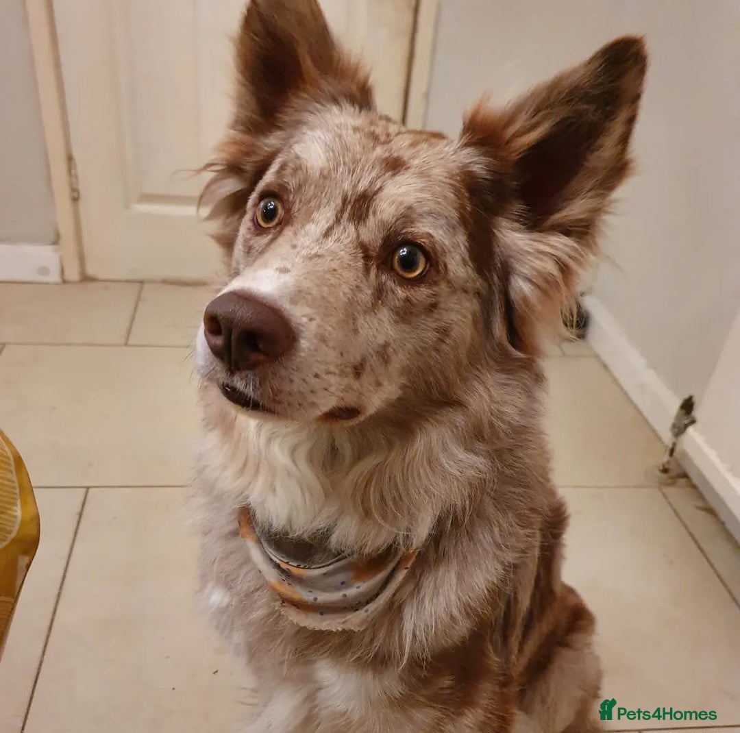 Border Collie dogs for stud: Stud dog - Red Merle Border Collie - Image 2