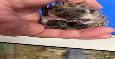 Pygmy Hedgehog rodents - Advert 14