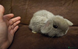 Mini Lop rabbits for sale: Beautiful mini lops  - Image 2