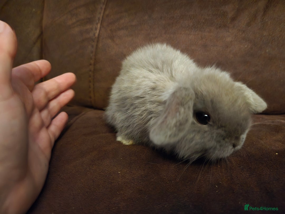 Mini Lop rabbits for sale: Beautiful mini lops  - Image 2