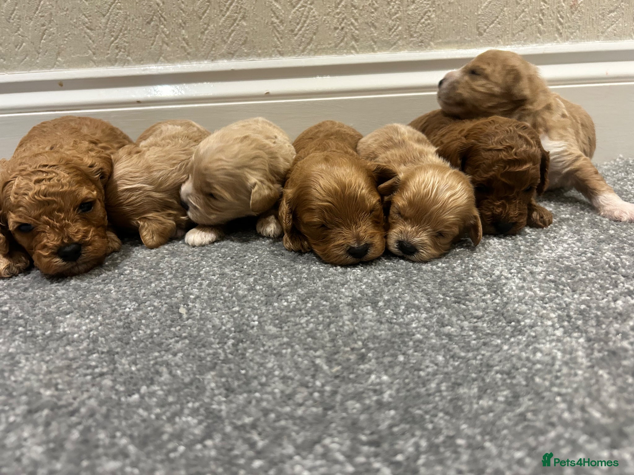 Cavapoo dogs for sale: OUTSTANDING CAVAPOO PUPPIES  - Advert 3