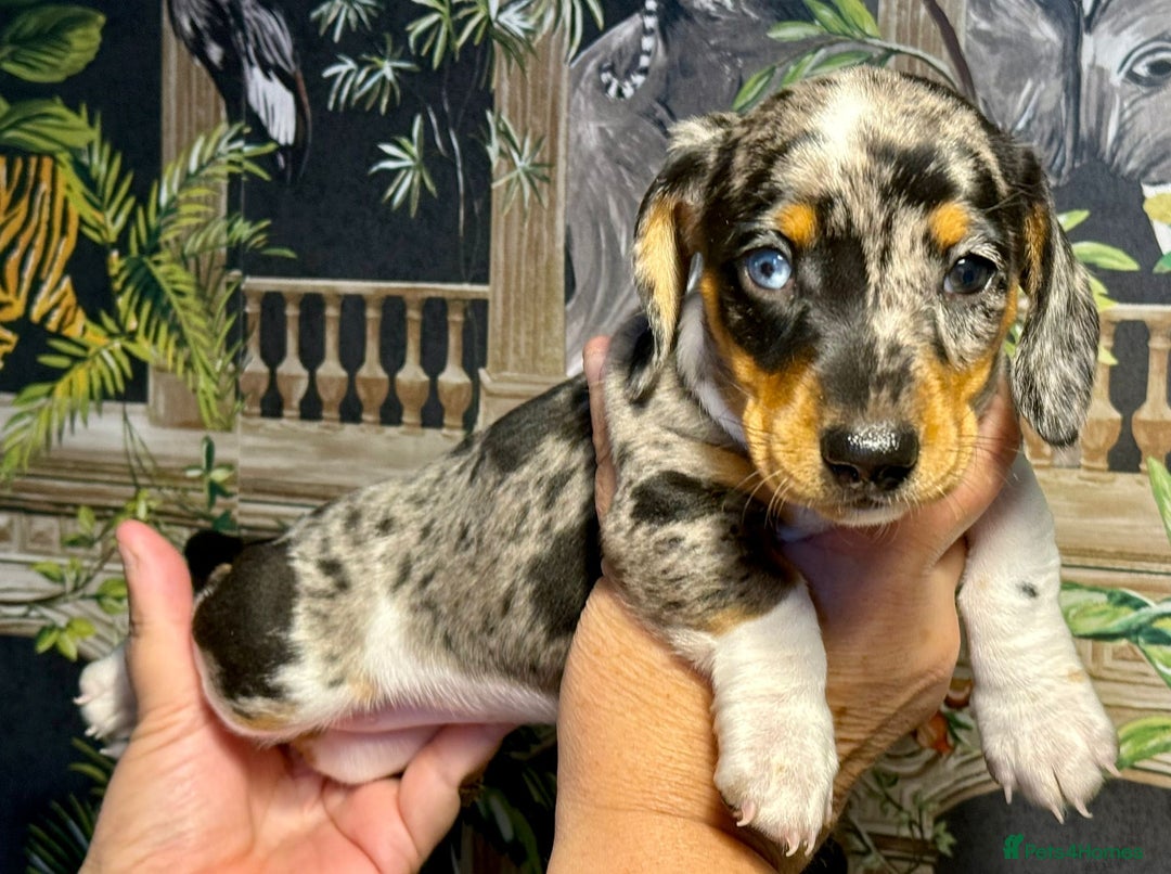 Miniature Dachshund dogs for sale: Stunning Unique Miniature Dachshund Puppies  - Image 9